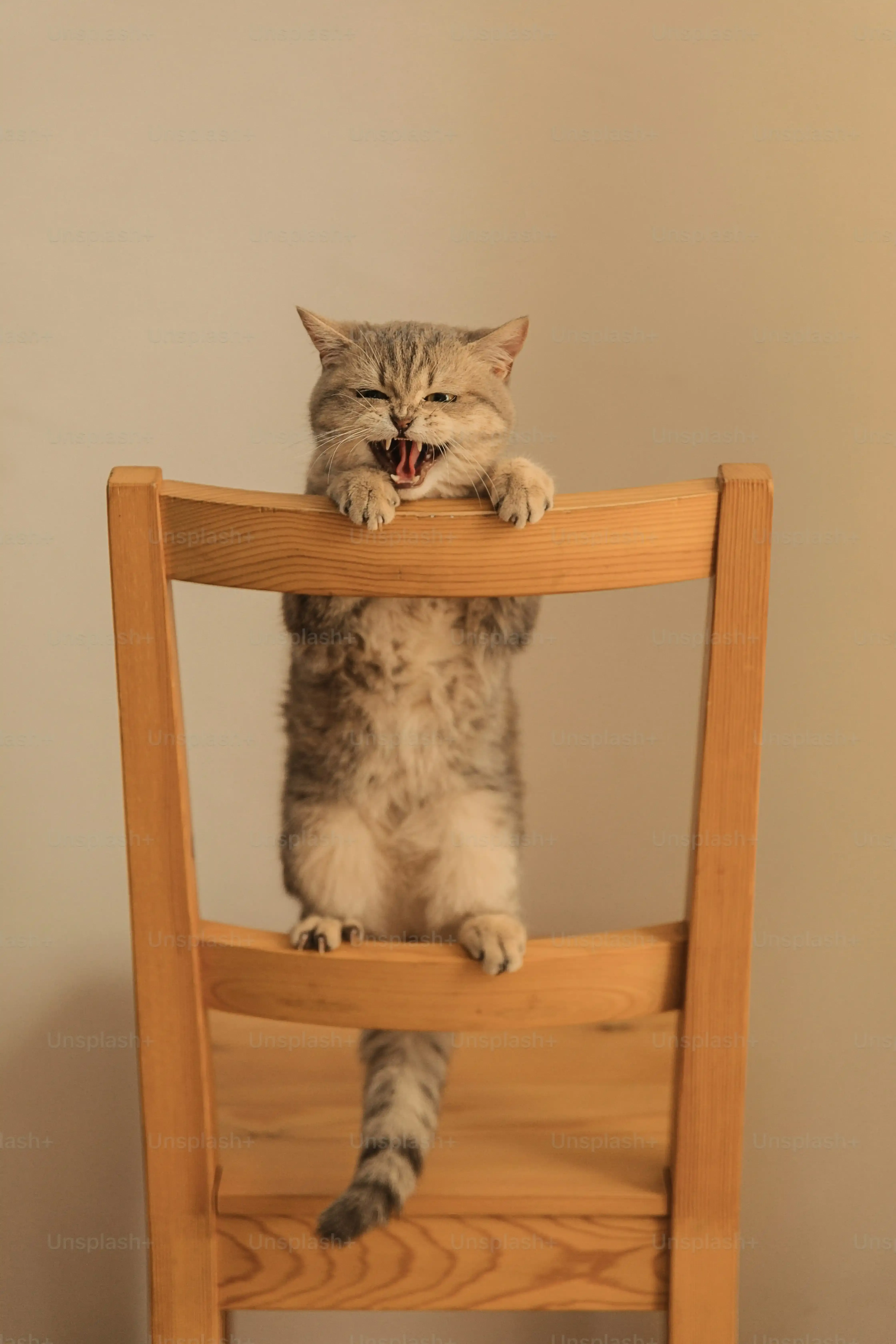 猫 無職でも飼える？究極の真実と後悔しないための必須知識